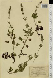 Схизонепета многонадрезная, Рассеченнокотовник многонадрезный (L.) Briq., Сибирь, Прибайкалье и Забайкалье (S4) (Россия)