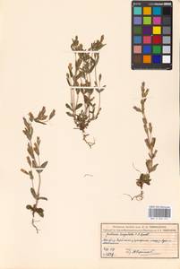 Gentianella amarella subsp. amarella, Восточная Европа, Московская область и Москва (E4a) (Россия)