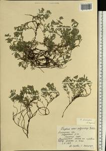 Thymus × dimorphus Klokov & Des.-Shost., Восточная Европа, Центральный лесостепной район (E6) (Россия)