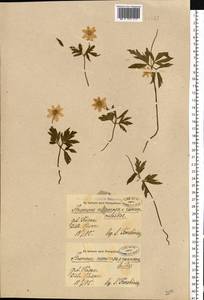 Anemone ×lipsiensis Beck, Восточная Европа, Средневолжский район (E8) (Россия)