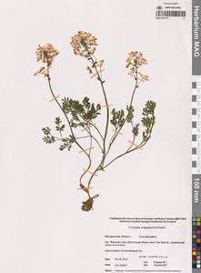 Хохлатка магаданская A.P.Khokhr., Сибирь, Чукотка и Камчатка (S7) (Россия)