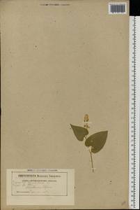 Майник двулистный (L.) F.W.Schmidt, Восточная Европа, Белоруссия (E3a) (Белоруссия)