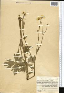 Ranunculus distans Wall. ex Royle, Средняя Азия и Казахстан, Памир и Памиро-Алай (M2) (Киргизия)