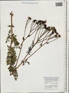 Tanacetum corymbosum subsp. corymbosum, Кавказ, Ставропольский край, Карачаево-Черкесия, Кабардино-Балкария (K1b) (Россия)