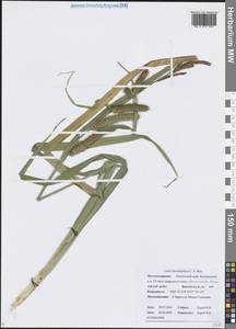 Carex utriculata Boott, Сибирь, Чукотка и Камчатка (S7) (Россия)