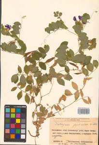 Lathyrus japonicus var. maritimus (L.) J.T.Kartesz & Gandhi, Сибирь, Дальний Восток (S6) (Россия)