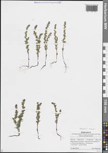 Вероника весенняя L., Восточная Европа, Средневолжский район (E8) (Россия)