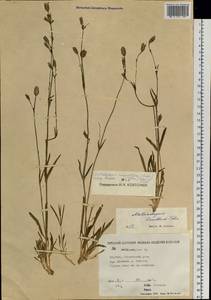 Silene involucrata subsp. tenella (Tolm.) Bocquet, Сибирь, Якутия (S5) (Россия)