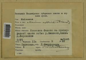 Plagiomnium affine (Blandow ex Funck) T.J. Kop., Гербарий мохообразных, Мхи - Центральное Нечерноземье (B6) (Россия)