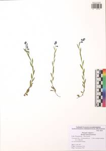 Истод обыкновенный L., Восточная Европа, Центральный район (E4) (Россия)