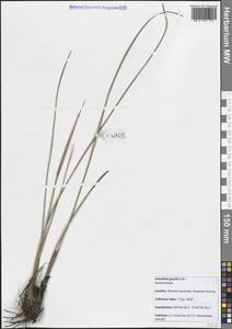 Anarthria gracilis R.Br., Австралия и Океания (AUSTR) (Австралия)