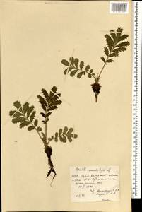 Лапчатка пижмолистная Willd. ex D. F. K. Schltdl., Монголия (MONG) (Монголия)