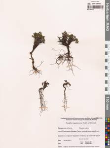 Прострел магаданский Khokhr. & Vorosch., Сибирь, Чукотка и Камчатка (S7) (Россия)