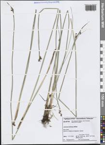 Ситник арктический Willd., Сибирь, Центральная Сибирь (S3) (Россия)