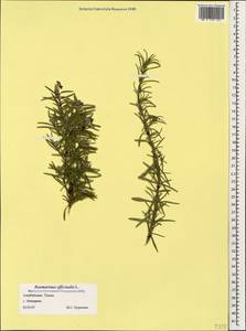 Salvia rosmarinus Schleid., Кавказ, Азербайджан (K6) (Азербайджан)