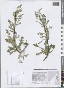Ficus johannis Boiss., Зарубежная Азия (ASIA) (ОАЭ)