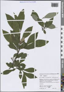 Ива козья L., Сибирь, Прибайкалье и Забайкалье (S4) (Россия)