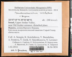 Bryum, Гербарий мохообразных, Мхи - Азия (вне границ бывшего СССР) (BAs) (Израиль)
