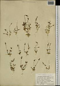 Комастома нежная (Rottb.) Toyok., Сибирь, Алтай и Саяны (S2) (Россия)