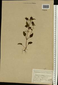 Черноголовка обыкновенная L., Восточная Европа, Центральный район (E4) (Россия)