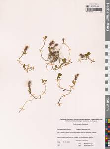 Ива полярная Wahlenb., Сибирь, Чукотка и Камчатка (S7) (Россия)