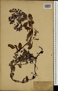 Мертензия морская, Мертензия приморская (L.) Gray, Зарубежная Азия (ASIA) (Япония)