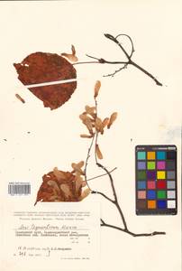Клен зеленокорый Maxim., Сибирь, Дальний Восток (S6) (Россия)
