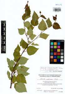 Betula platyphylla × pubescens, Сибирь, Якутия (S5) (Россия)