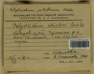 Polytrichum piliferum Hedw., Гербарий мохообразных, Мхи - Дальний Восток (без Чукотки и Камчатки) (B20) (Россия)