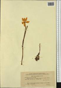 Crocus flavus Weston, Западная Европа (EUR) (Румыния)