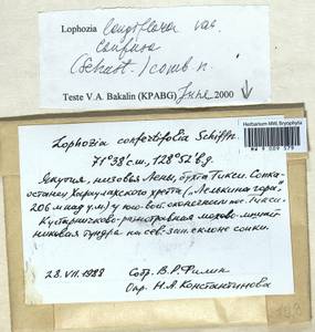 Lophozia longiflora (Nees) Schiffn., Гербарий мохообразных, Мхи - Якутия (B19) (Россия)