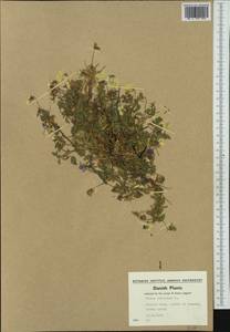 Фиалка трехцветная, Анютины глазки L., Западная Европа (EUR) (Дания)