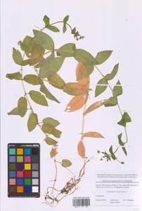 Stellaria aquatica (L.) Scop., Восточная Европа, Московская область и Москва (E4a) (Россия)