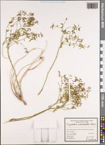 Euphorbia microsciadia Boiss., Зарубежная Азия (ASIA) (Иран)