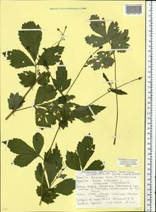 Гравилат городской L., Восточная Европа, Белоруссия (E3a) (Белоруссия)
