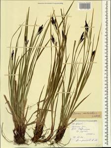 Carex aterrima subsp. medwedewii (Leskov) T.V.Egorova, Кавказ, Северная Осетия, Ингушетия и Чечня (K1c) (Россия)