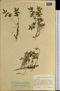 Сердечник крупнолистный Willd., Сибирь, Дальний Восток (S6) (Россия)