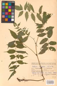 Рябинник рябинолистный (L.) A.Braun, Восточная Европа, Западный район (E3) (Россия)