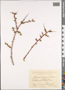 Rhamnus erythroxyloides subsp. erythroxyloides, Кавказ, Азербайджан (K6) (Азербайджан)