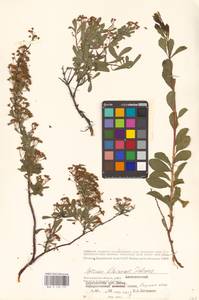 Spiraea crenata subsp. crenata, Восточная Европа, Нижневолжский район (E9) (Россия)