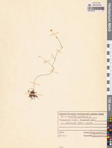 Лютик распростертый, Лютик стелющийся L., Сибирь, Чукотка и Камчатка (S7) (Россия)