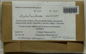Niphotrichum muticum (Kindb.) Bedn.-Ochyra & Ochyra, Гербарий мохообразных, Мхи - Чукотка и Камчатка (B21) (Россия)