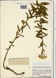 Тысячелистник дваждыпильчатый M.Bieb., Кавказ, Азербайджан (K6) (Азербайджан)