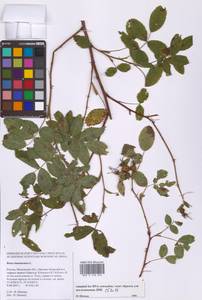 Шиповник майский Herrm., Восточная Европа, Московская область и Москва (E4a) (Россия)