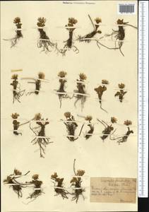 Oxygraphis kamchatica (DC.) R. R. Stewart, Средняя Азия и Казахстан, Северный и Центральный Тянь-Шань (M4) (Казахстан)
