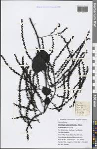 Deeringia amaranthoides (Lam.) Merr., Зарубежная Азия (ASIA) (Вьетнам)