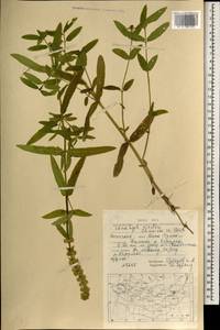 Чистец Ридера Cham., Монголия (MONG) (Монголия)