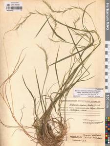 Пырейник смешиваемый (Roshev.) Tzvelev, Сибирь, Чукотка и Камчатка (S7) (Россия)