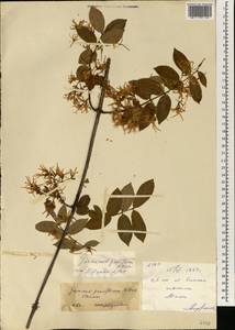 Jasminum pauciflorum Benth., Африка (AFR) (Мали)