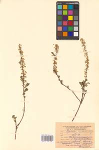 Спирея зверобоелистная, Таволга зверобоелистная L., Восточная Европа, Нижневолжский район (E9) (Россия)